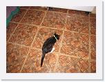 IMG_4226 * The cat helped.  El gato ayudó. * 3648 x 2736 * (4.18MB)